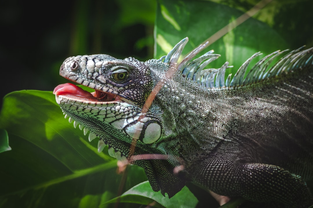 gray bearded dragon