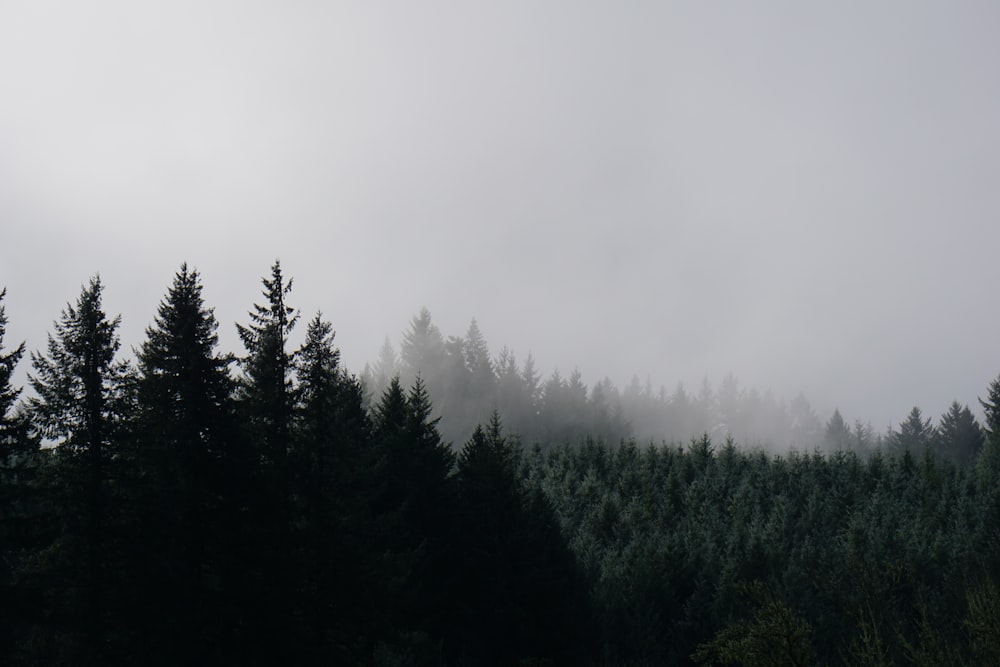 silhouette photo of pine trees