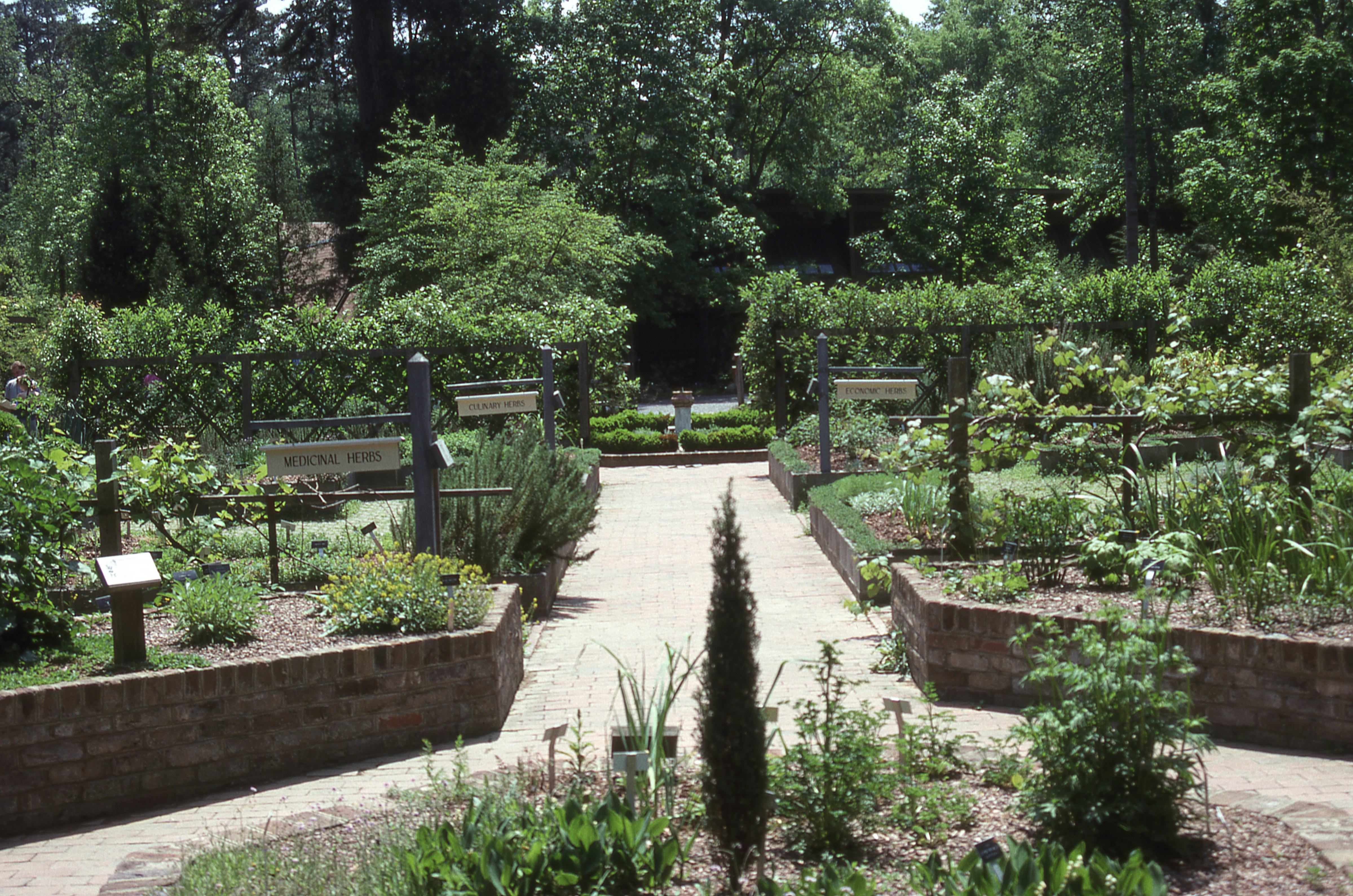 Creating Own Medicinal Garden Kit: Guide to Healing at Home