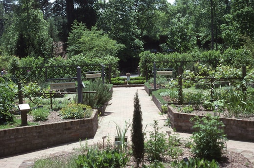 A well-maintained garden with various sections containing medicinal and culinary herbs, signposted with labels. Brick pathways divide the garden beds, and lush greenery surrounds the area. Wooden trellises and signs indicate different plant sections.