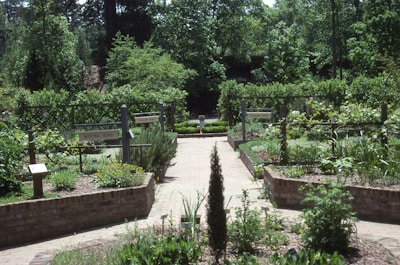 A well-maintained garden with various sections containing medicinal and culinary herbs, signposted with labels. Brick pathways divide the garden beds, and lush greenery surrounds the area. Wooden trellises and signs indicate different plant sections.