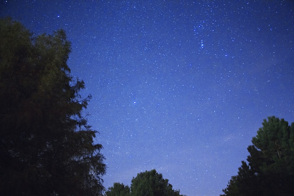 photo of forest under blue sky