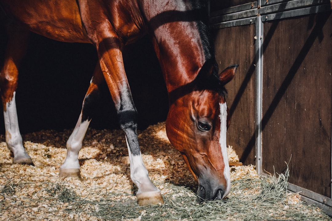 brown horse eating grass