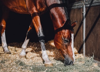 brown horse eating grass