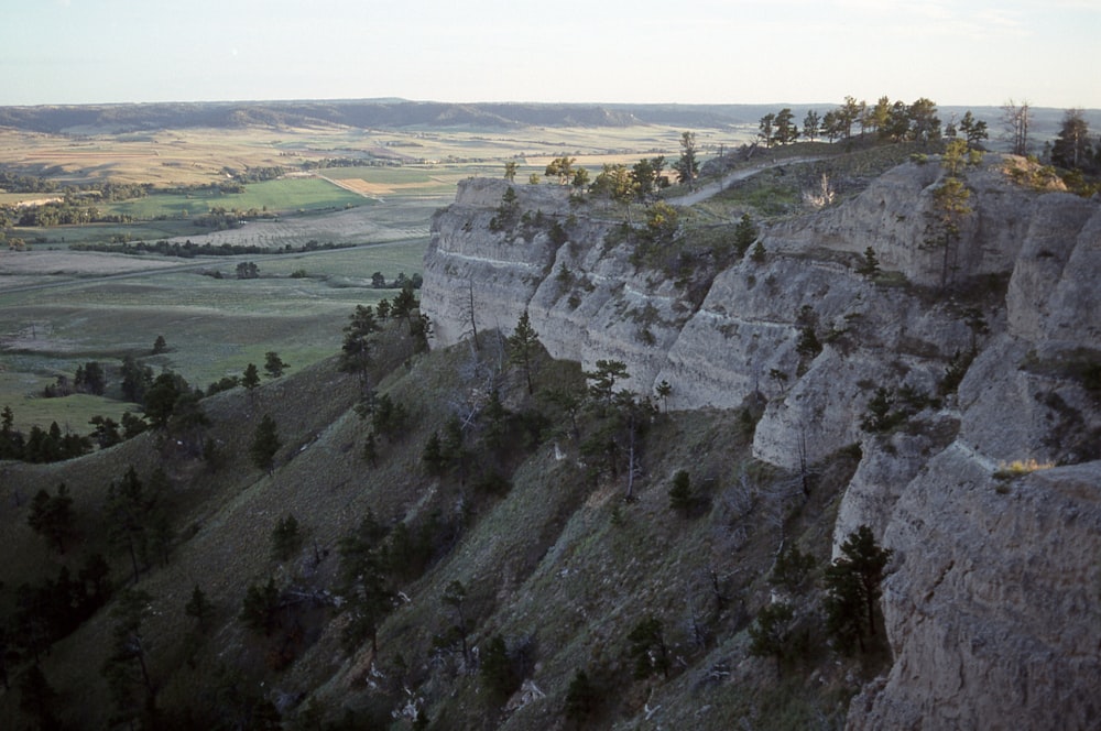 tress on mountain