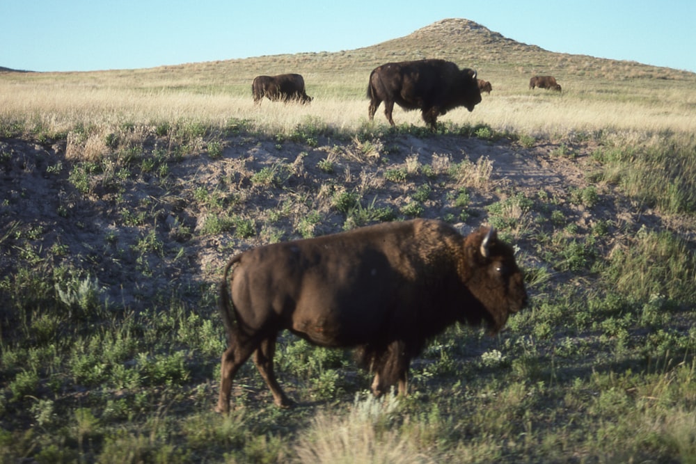 bisons on field