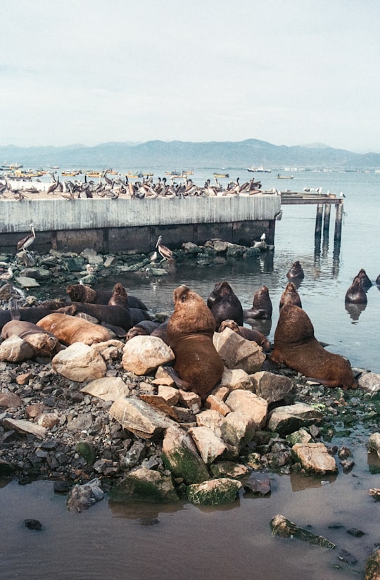 brown and white seals on body of water at daytime in La Serena Chile