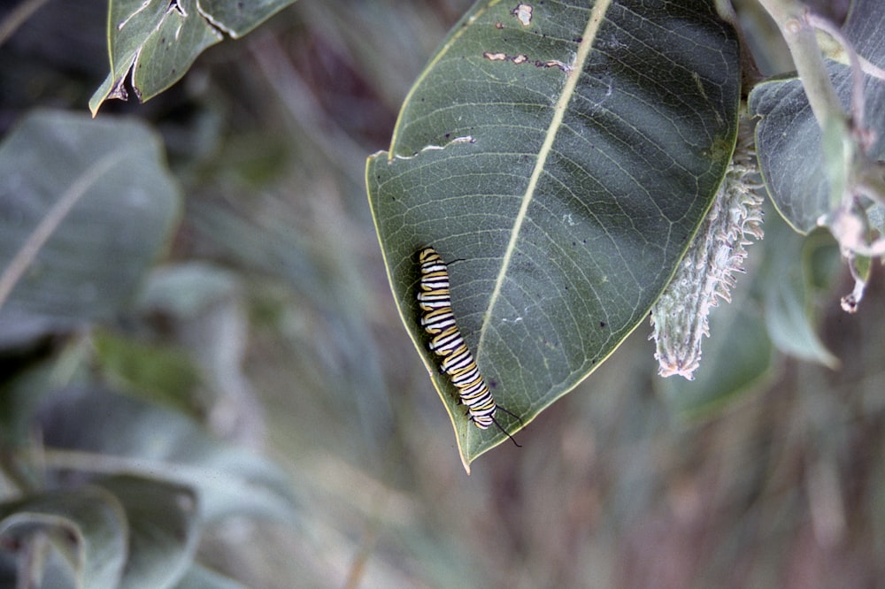 Monarch caterpillar