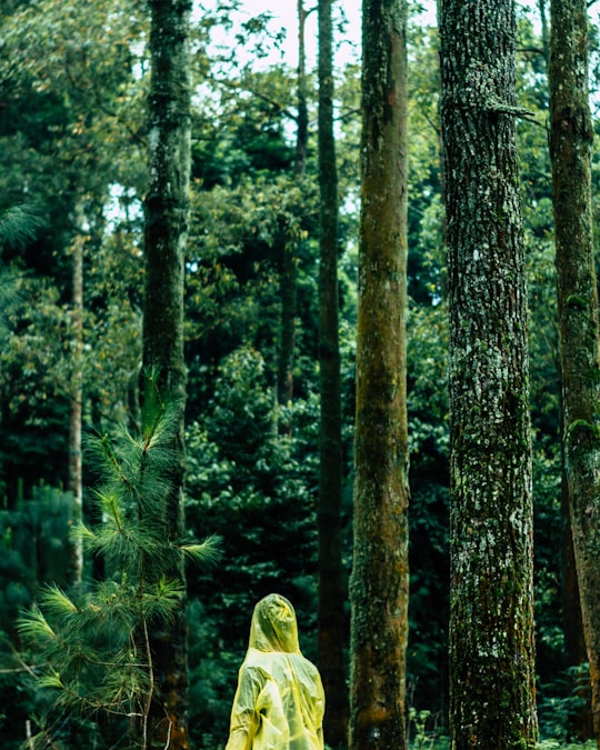 Coban Rondo Waterfall things to do in Jawa Timur