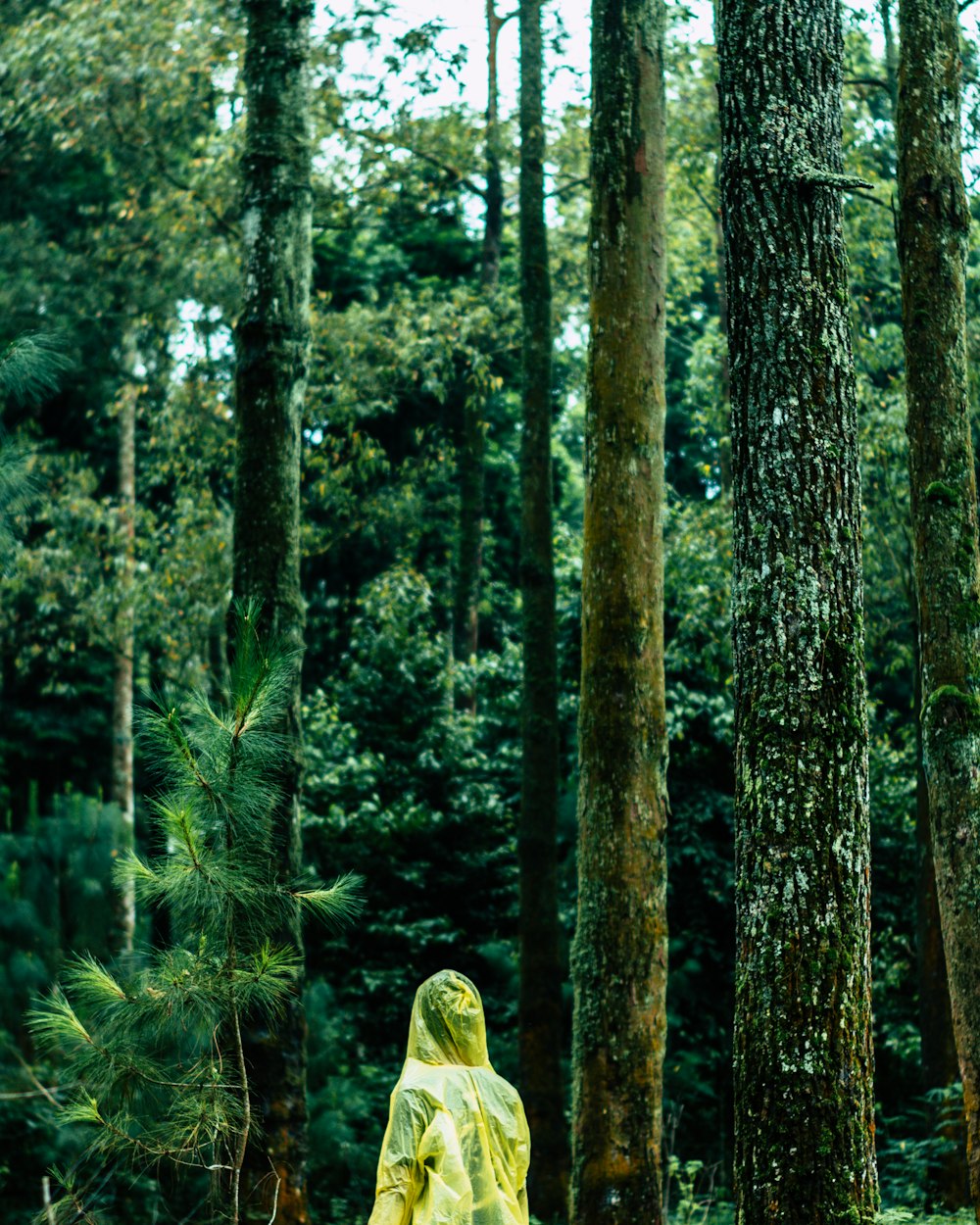 person standing beside a brown tree trunk