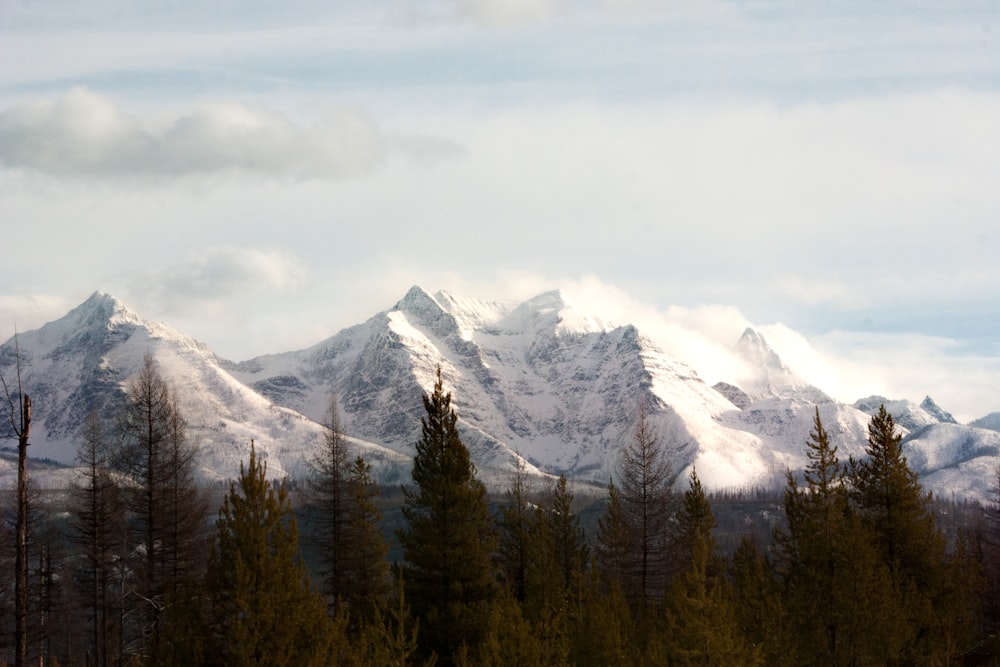 snow capped mountains near pine trees at daytime