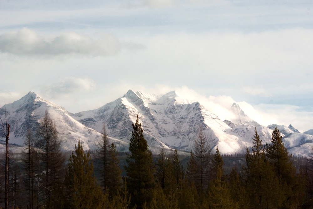 Schneebedeckte Berge in der Nähe von Kiefern am Tag