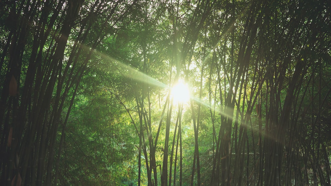 Forest photo spot Sekinchan Batu Caves