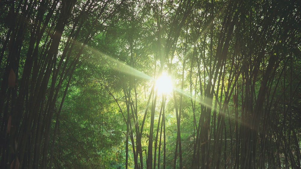 green forest at daytime