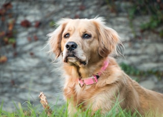 dog sitting on grassy ground