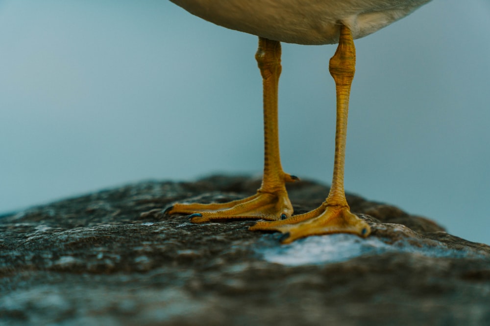 focus photography of pair of bird feet