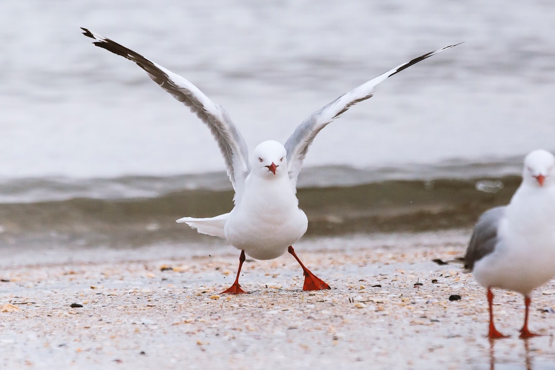  two seagulls in the beach seagull