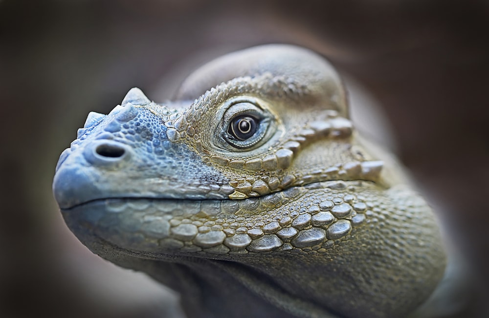 Photographie de mise au point de la tête de tortue