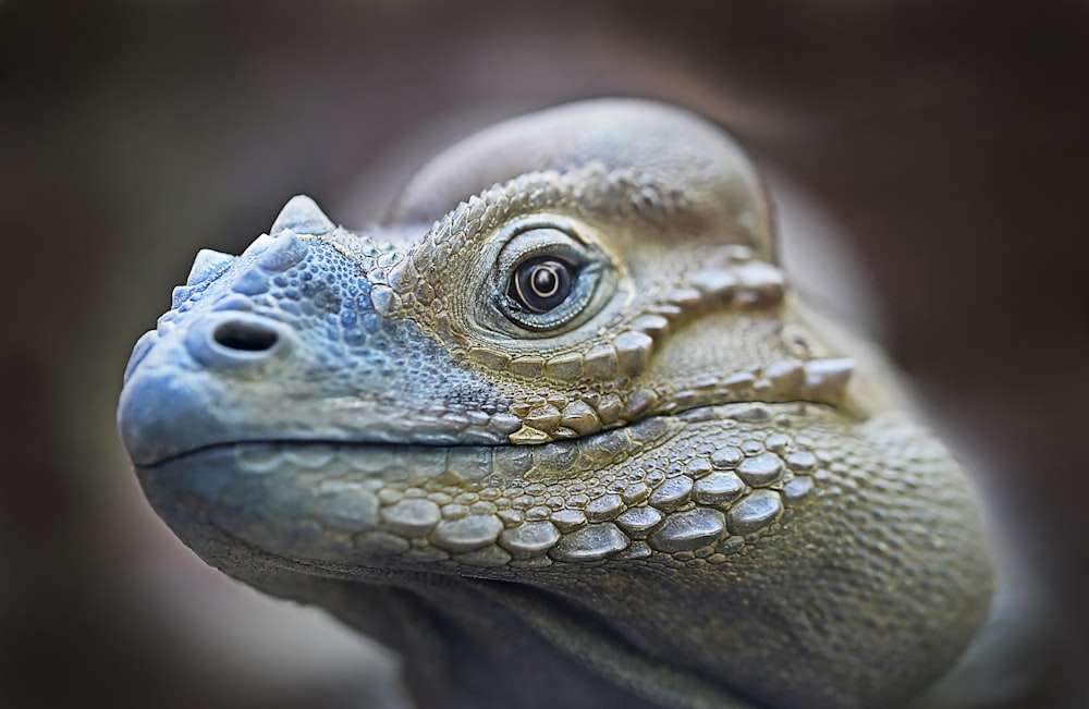 focus photography of tortoise head