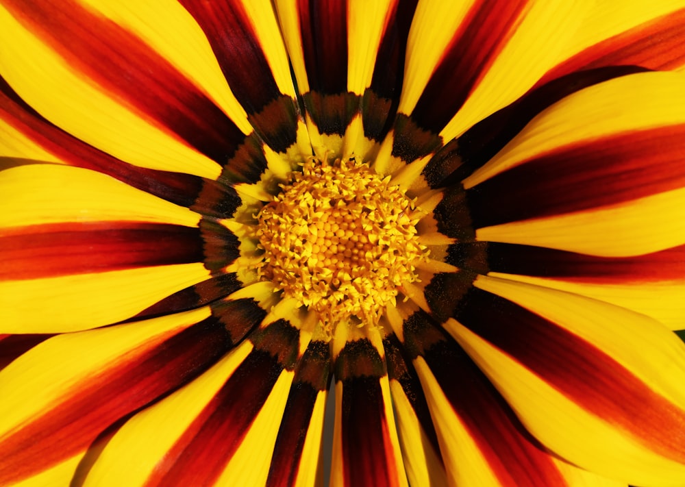 Fotografía macro de flores de pétalos amarillos y rojos