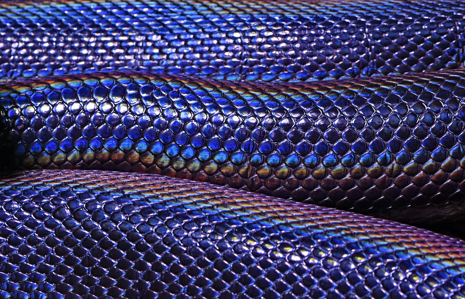 Tamron SP 90mm F2.8 Di VC USD 1:1 Macro (F004) sample photo. Blue and purple snakeskin photography