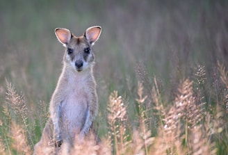 pvt / whv australie pour pvtiste