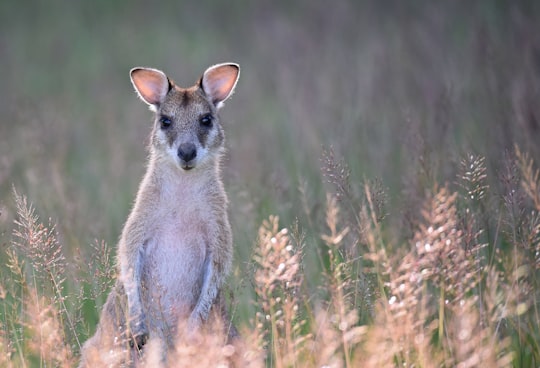 gray kangaroo on grass field in Edmonton Australia