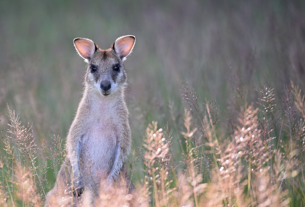 kangourou gris sur un champ d’herbe
