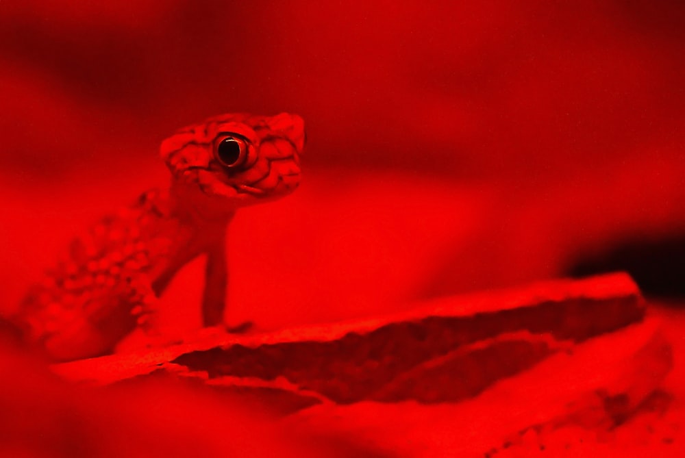 Gecko sur fond rouge