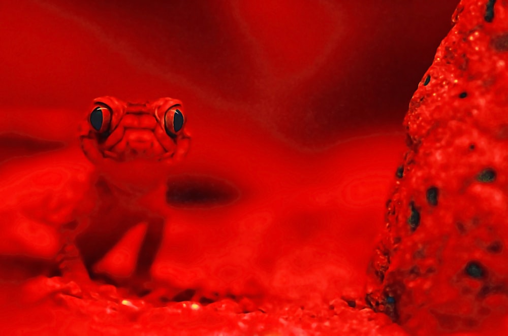fotografia seletiva de lagarto vermelho