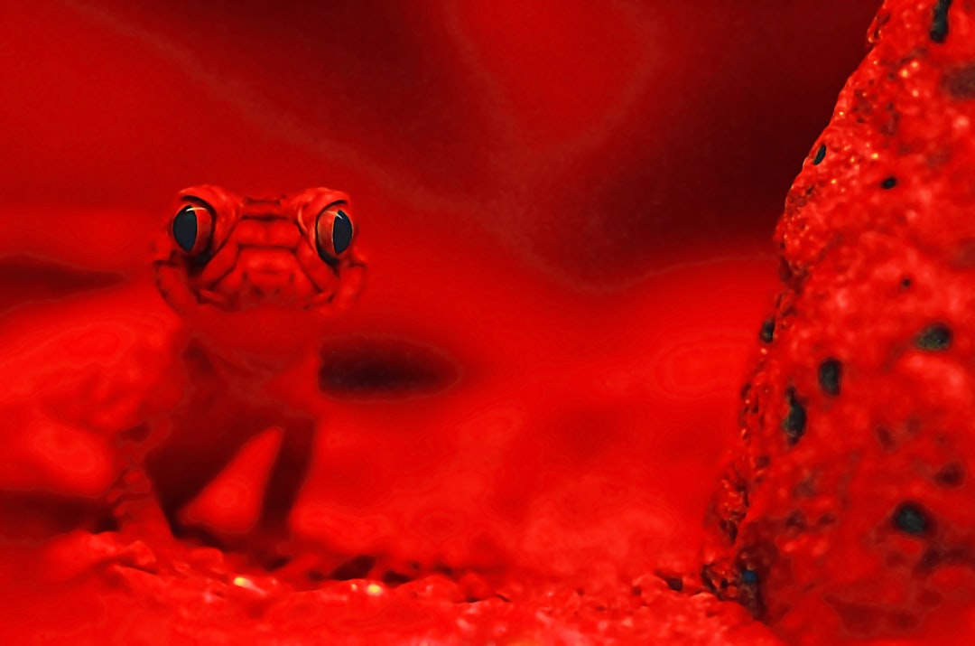 red lizard selective photography, Life on mars 1. In the nocturnal house at Koala Gardens, Kuranda, Australia, the lighting for these geckos is very dim and red, so that they are awake in the day when people come to see them. This lighting makes it look like a Martian landscape to me. I hope that children will like this photo. Rough knob-tailed gecko.