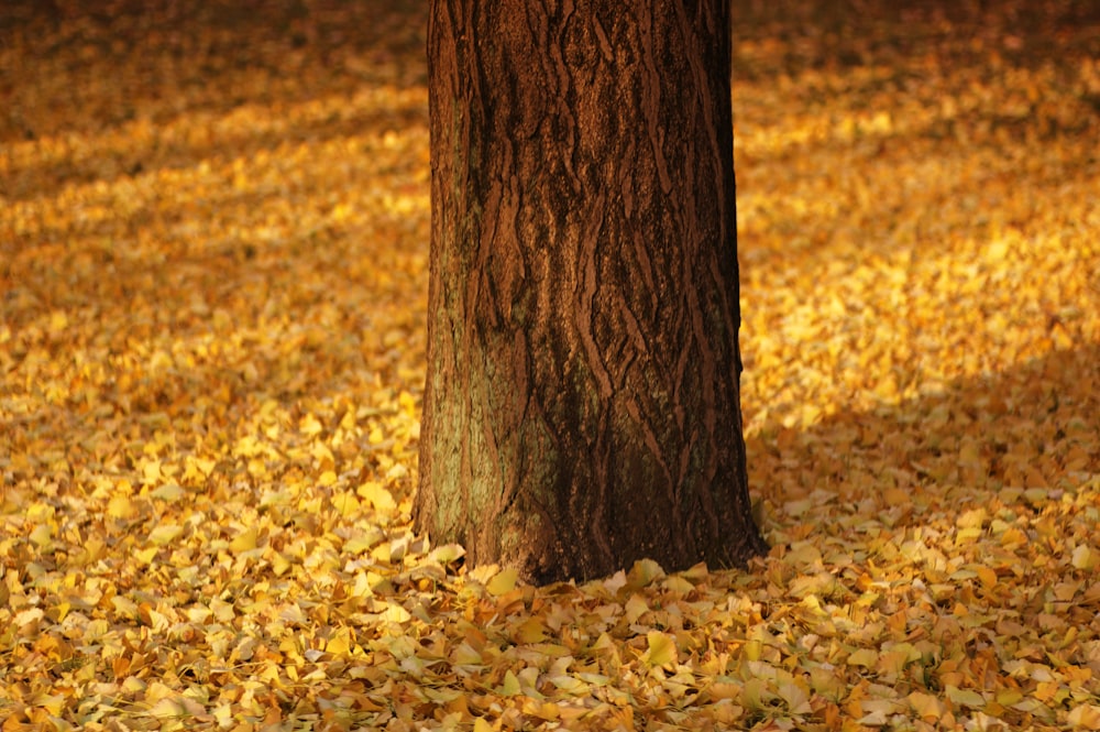 arbre brun entouré de feuilles jaunes