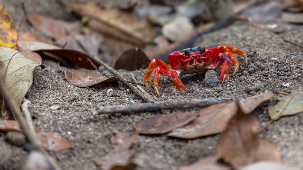 selective focus photography of red crab