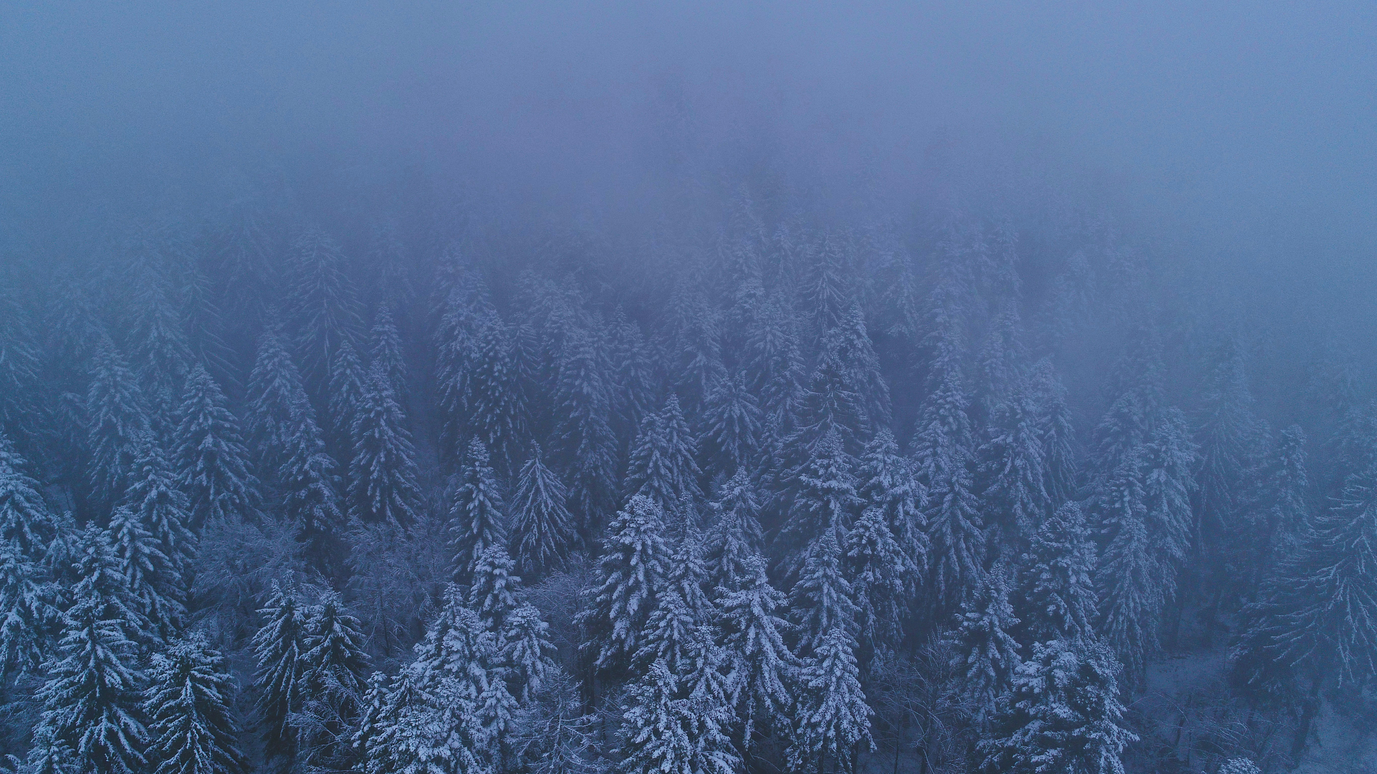 Clusters of snow covered trees, from an aerial shot.