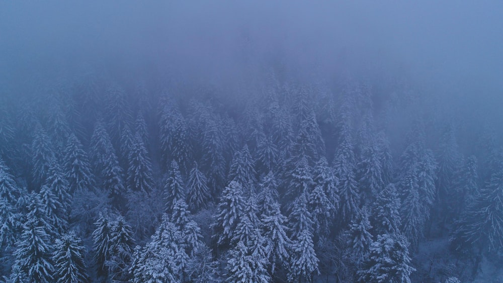 pinetrees covered by white snows