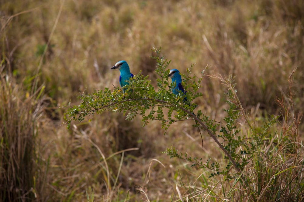two blue birds on tree branch during daytime