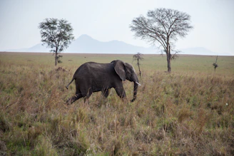 black elephant walking on green grass field during daytime