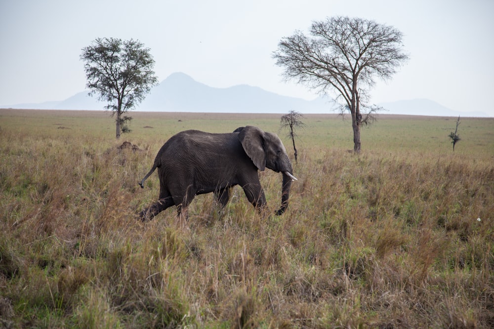 black elephant walking on green grass field during daytime