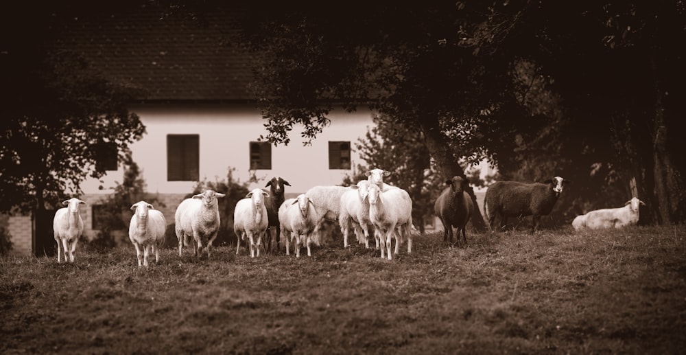 herd of white and black cattles grazing on grass field