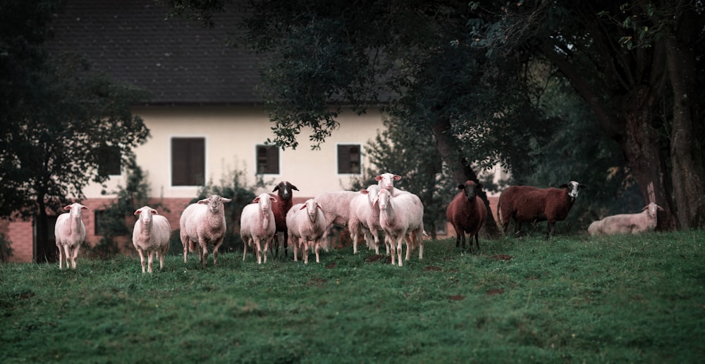 troupeau de moutons