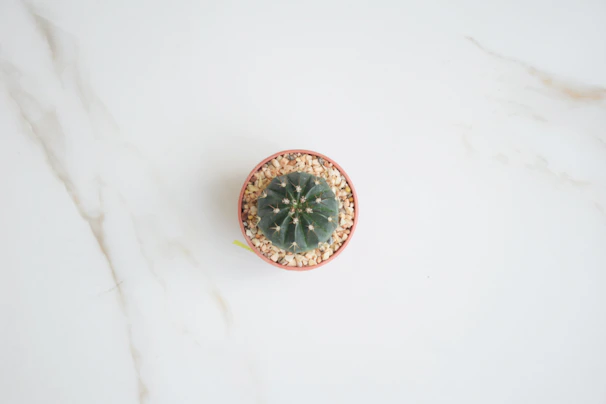 A colorful, spiral-shaped planter with a small cactus nestled inside, glowing softly in natural light.