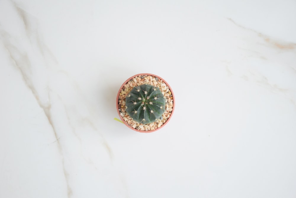 flat lay photography green cactus