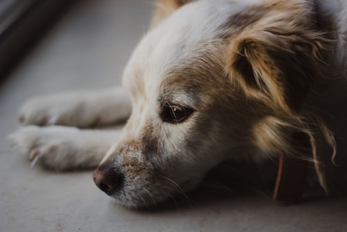 close photo of white and tan dog