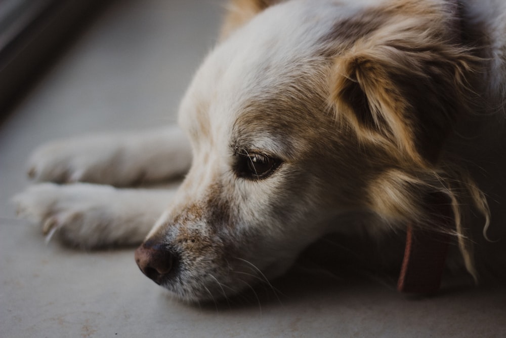 close photo of white and tan dog