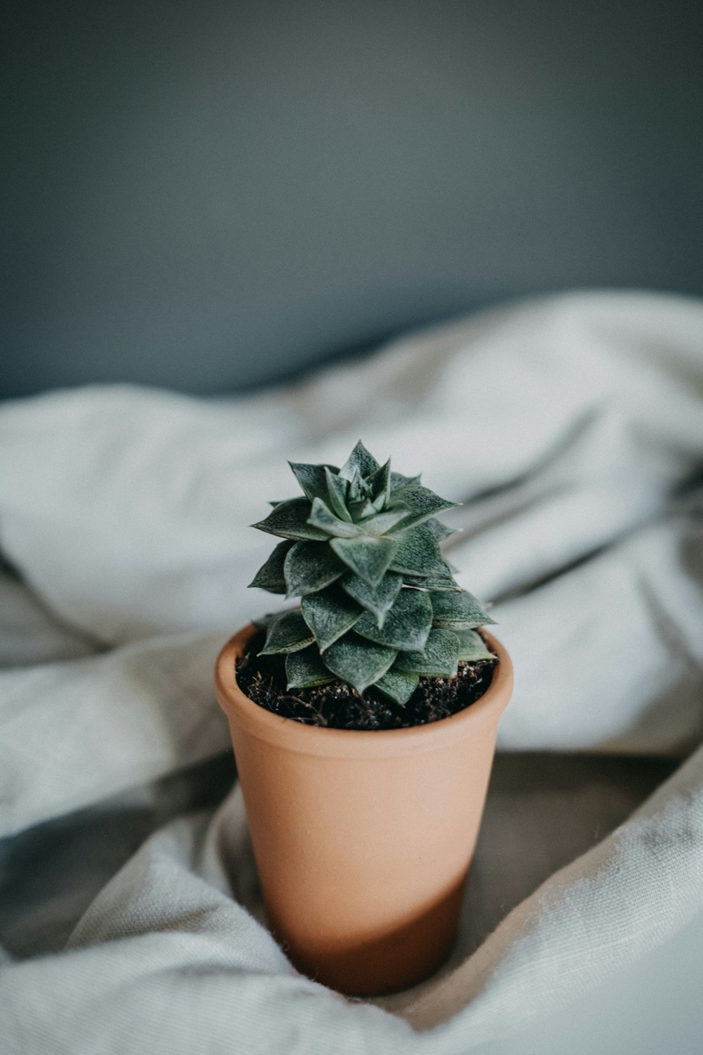 brown potted green succulent plant