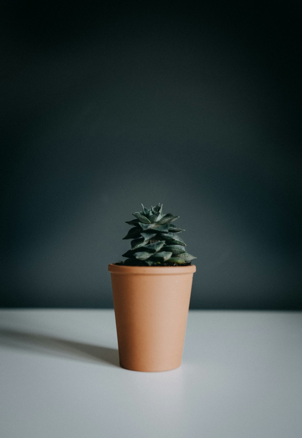 green potted plant on white table
