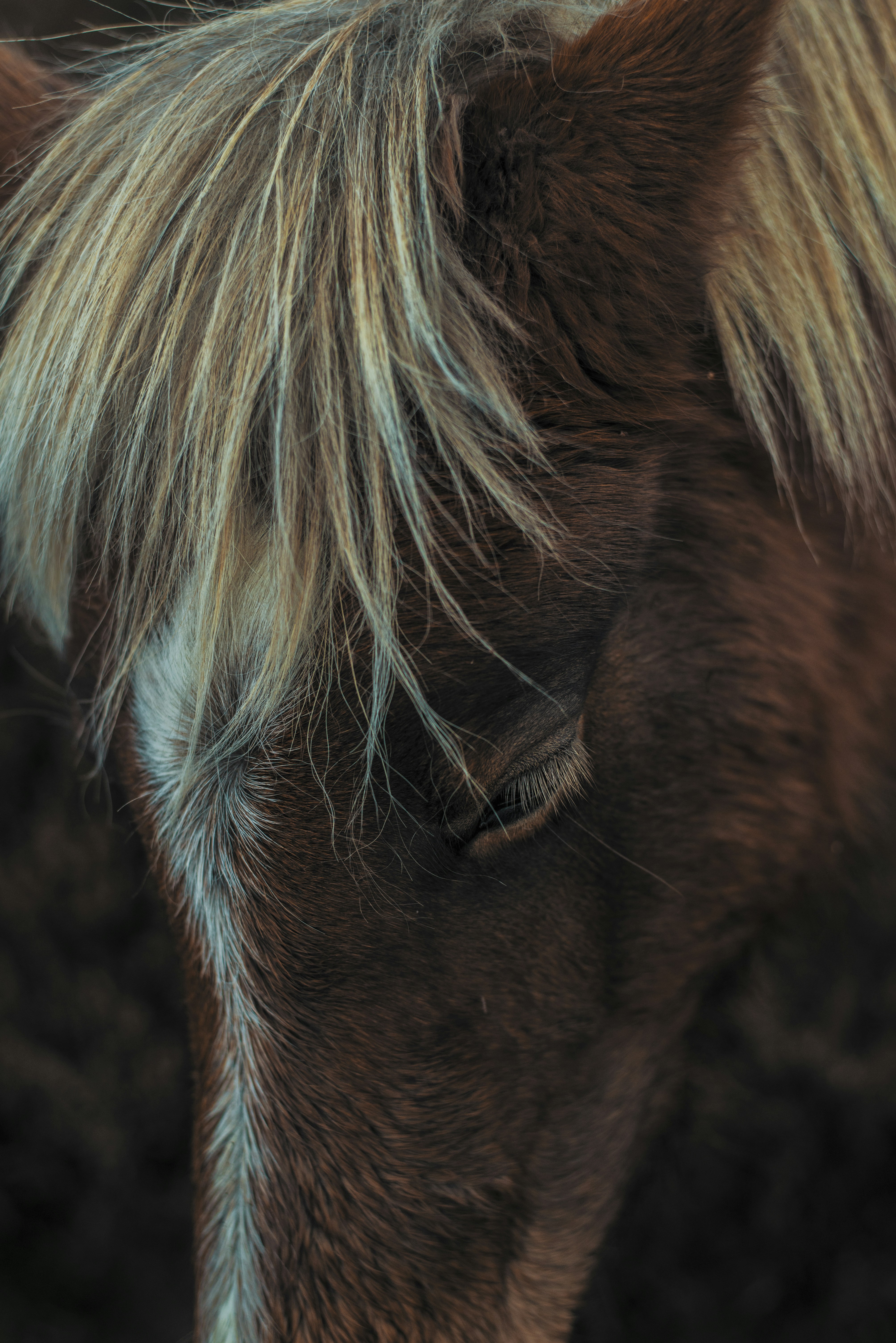 One of the wild wandering horses on the Veluwe in The Netherlands.
