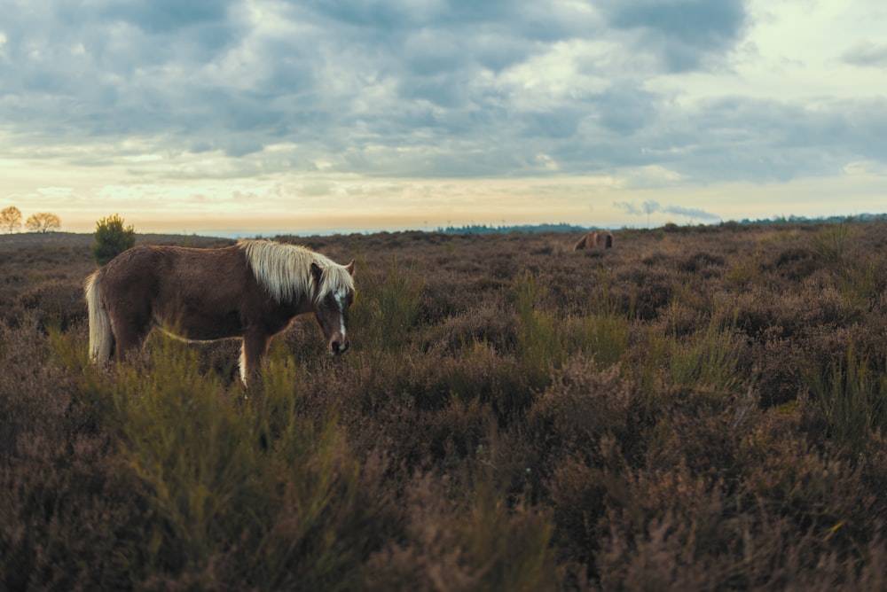 Cavalo marrom e branco no campo de grama