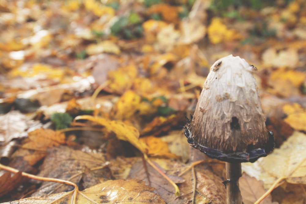 Fotografia a fuoco selettiva di funghi