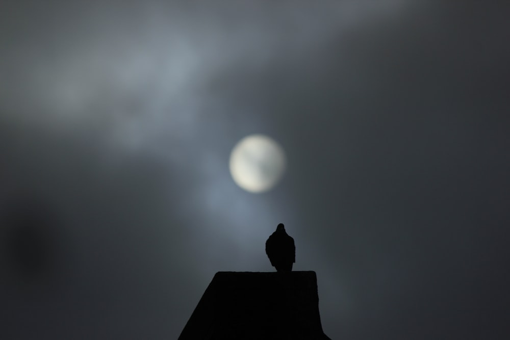 silhouette of bird on roof during night